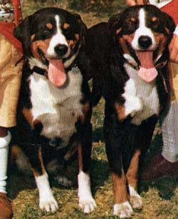 Appenzeller Sennenhund Hunde Foto 229 Appenzeller Sennenhund
