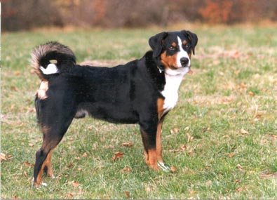 Appenzeller Sennenhund Hunde Foto 230 Appenzeller Sennenhund