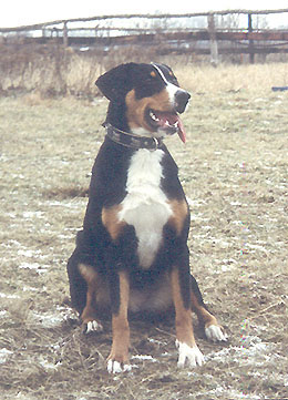 Appenzeller Sennenhund Hunde Foto 231 Appenzeller Sennenhund