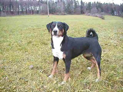 Appenzeller Sennenhund Hunde Foto 232 Appenzeller Sennenhund