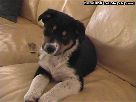 Appenzeller Sennenhund Hunde Foto 18435 Appenzeller Sennenhund Ich bin Paula und bin 2 Monate!