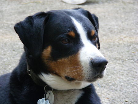 Appenzeller Sennenhund Hunde Foto 42169 Appenzeller Sennenhund Justy