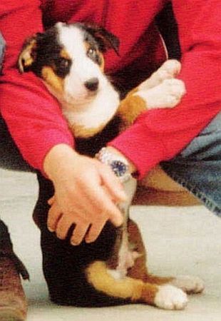 Appenzeller Sennenhund Hunde Foto 30379 in höherer Auflösung ansehen Appenzeller Sennenhund Asco - 9 Wochen alt - soooo lieb