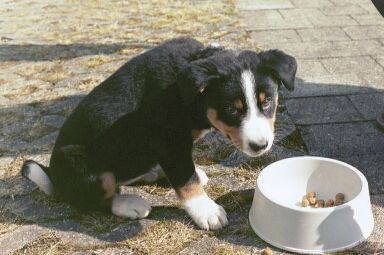 Appenzeller Sennenhund Hunde Foto 29076 Appenzeller Sennenhund
