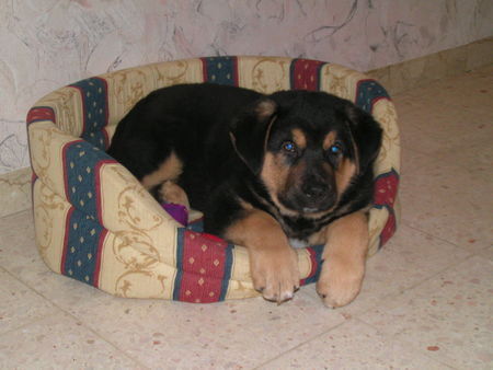 Appenzeller Sennenhund Hunde Foto 35476 Appenzeller Sennenhund Ich heiße Ben. Hier bin nich 10 Wochen alt.