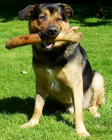 Appenzeller Sennenhund Hunde Foto 35475 Appenzeller Sennenhund Ich heiße Ben. Mein Vater ist ein Schäferhund und meine Mama eine Appenzellerin.