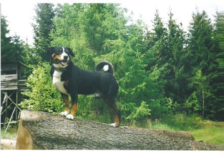 Appenzeller Sennenhund Anton von den Sechsbuchen