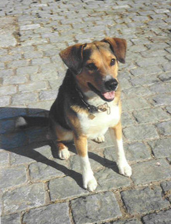 Appenzeller Sennenhund Hunde Foto 27065 Appenzeller Sennenhund bläss