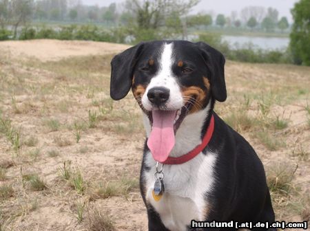 Appenzeller Sennenhund Hunde Foto 26252 Appenzeller Sennenhund Cora
