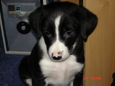 Appenzeller Sennenhund Hunde Foto 34824 in höherer Auflösung ansehen Appenzeller Sennenhund Ich heisse sisco,bin ein Appenzeller-Sennenhund-Border-Colli-Mix,bin 12 wochen alt..