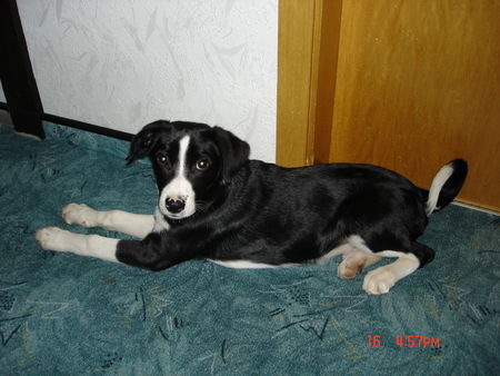 Appenzeller Sennenhund Hunde Foto 34877 in höherer Auflösung ansehen Appenzeller Sennenhund so seh ich komplett aus,gruss Sisco