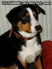 Appenzeller Sennenhund Hunde Foto 21219 Appenzeller Sennenhund Mogli 7 Monate Appenzeller/Entlebuchermix