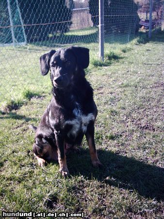 Appenzeller Sennenhund Hunde Foto 20314 in höherer Auflösung ansehen Appenzeller Sennenhund Abi Kleiner-Münsterländer/Appenzeller-Sennenhund-Mix