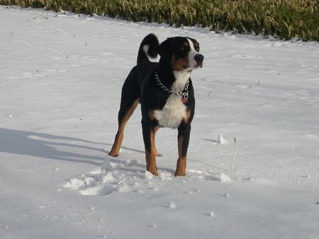 Appenzeller Sennenhund Hunde Foto 2658 Appenzeller Sennenhund