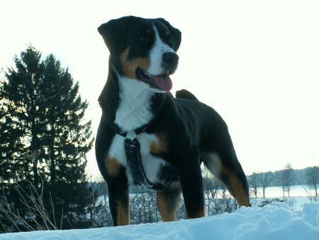 Appenzeller Sennenhund Hunde Foto 31315 in höherer Auflösung ansehen Appenzeller Sennenhund