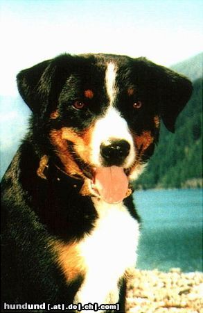 Appenzeller Sennenhund Hunde Foto 7471 Appenzeller Sennenhund Zuchthündin Debby v. Brünggberg