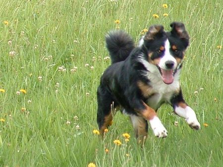 Appenzeller Sennenhund Elvis