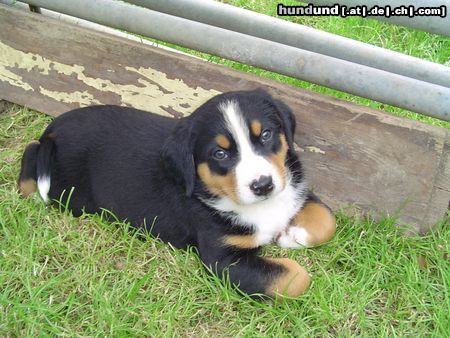 Appenzeller Sennenhund Hunde Foto 12946 Appenzeller Sennenhund Basjo mit 6 wochen,einer von einem 10-er wurf,alles rüden