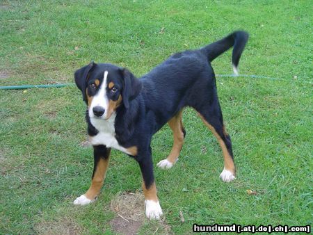 Appenzeller Sennenhund Hunde Foto 14764 Appenzeller Sennenhund Basko ist 19 Wochen umd 2 Tage