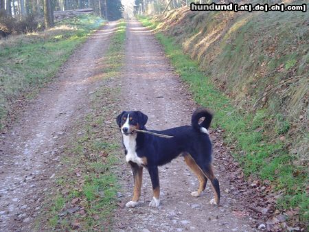 Appenzeller Sennenhund Hunde Foto 16947 in höherer Auflösung ansehen Appenzeller Sennenhund Basko(8 Monate), ohne Stock geht`s nicht mehr