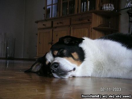 Appenzeller Sennenhund Hunde Foto 15166 in höherer Auflösung ansehen Appenzeller Sennenhund Sooo müüüüde...