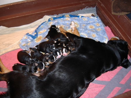 Appenzeller Sennenhund Hunde Foto 42051 Appenzeller Sennenhund immer Hunger auf Milch