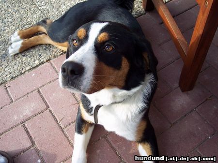 Appenzeller Sennenhund Hunde Foto 12459 Appenzeller Sennenhund Was guckst Du ?!