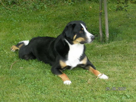 Appenzeller Sennenhund Hunde Foto 40008 Appenzeller Sennenhund Nico unser Sonnenschein