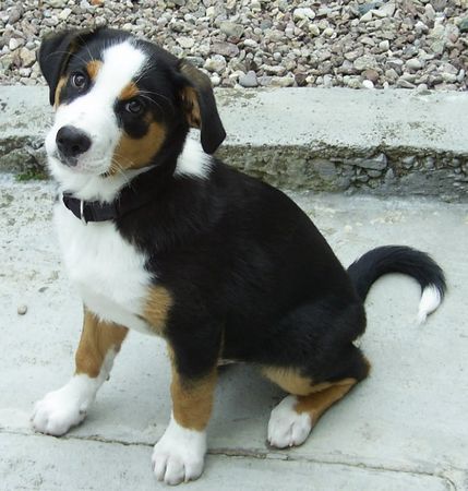 Appenzeller Sennenhund Hunde Foto 30359 in höherer Auflösung ansehen Appenzeller Sennenhund Hallo, darf ich mich vorstellen... ASCO!