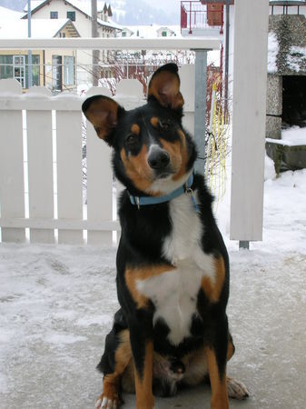 Appenzeller Sennenhund Hunde Foto 27717 Appenzeller Sennenhund Appenzeller mix 3Jahre alt Sämi