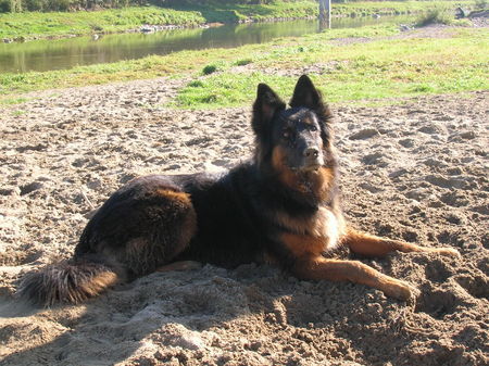 Appenzeller Sennenhund Hunde Foto 27602 Appenzeller Sennenhund Da bin ich nochmals! Übrigens Ich heisse Chicca