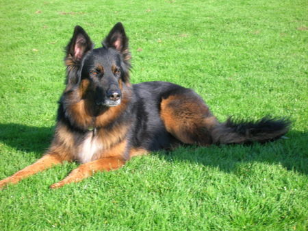 Appenzeller Sennenhund Hunde Foto 27589 Appenzeller Sennenhund Appenzeller- Schäfer mix Wird 8Jahre alt!