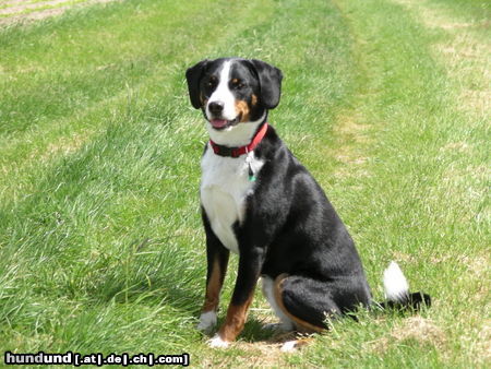 Appenzeller Sennenhund Hunde Foto 26257 in höherer Auflösung ansehen Appenzeller Sennenhund Cora im Feld