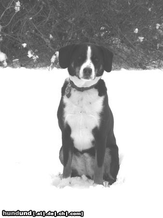 Appenzeller Sennenhund Hunde Foto 26255 in höherer Auflösung ansehen Appenzeller Sennenhund Cora im Schnee