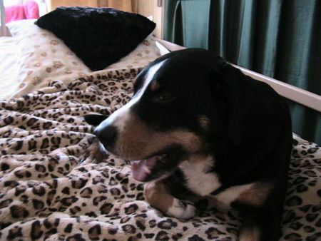Appenzeller Sennenhund Hunde Foto 33570 in höherer Auflösung ansehen Appenzeller Sennenhund