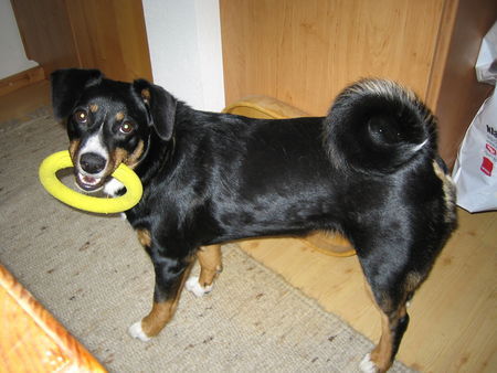 Appenzeller Sennenhund Hunde Foto 37821 in höherer Auflösung ansehen Appenzeller Sennenhund