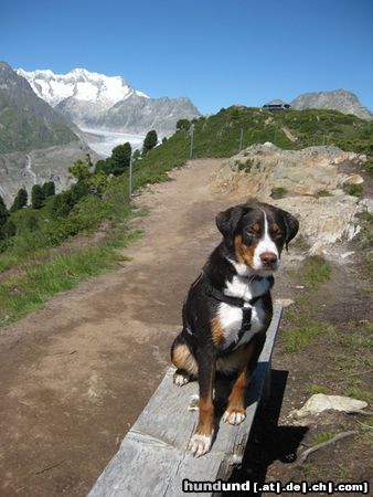 Appenzeller Sennenhund Priyanka vom Inseli im Schwendetal auf der Hohfluh