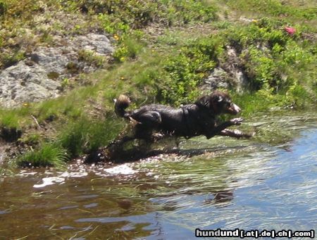 Appenzeller Sennenhund Priyanka vom Inseli im Schwendetal beim Baden