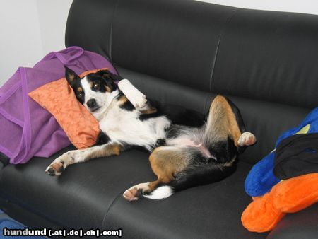 Appenzeller Sennenhund Hunde Foto 12654 Appenzeller Sennenhund Tamira, auf dem Sofa ists am schönsten !