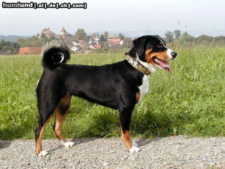 Appenzeller Sennenhund Hunde Foto 7466 Appenzeller Sennenhund Zuchthündin Juka v. Brünggberg in Kyburg