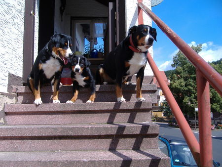 Appenzeller Sennenhund Hunde Foto 40488 Appenzeller Sennenhund Anton und Flora u.der letzte vom K.Wurf 07.
