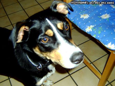 Appenzeller Sennenhund Hunde Foto 15197 in höherer Auflösung ansehen Appenzeller Sennenhund Kaya