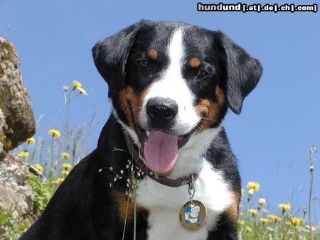 Appenzeller Sennenhund Hunde Foto 7472 Appenzeller Sennenhund Blindenführhund Kaj v. Brünggberg
