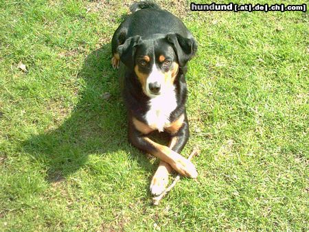 Appenzeller Sennenhund Hunde Foto 10530 Appenzeller Sennenhund ausruhen nach dem Spiel