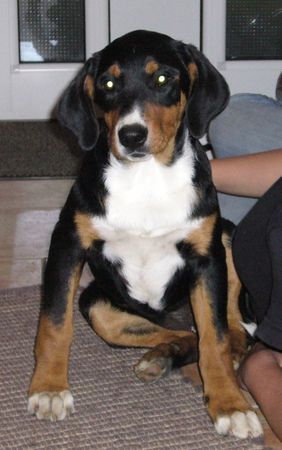 Appenzeller Sennenhund Hunde Foto 34915 in höherer Auflösung ansehen Appenzeller Sennenhund Mein Name ist Leo und ich bin 14 Wochen alt...