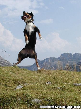 Appenzeller Sennenhund Hunde Foto 7465 Appenzeller Sennenhund Zuchthündin Juka v. Brünggberg bei einem Freudensprung in den Alpen