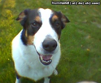 Appenzeller Sennenhund Hunde Foto 8967 Appenzeller Sennenhund Komm ich jetzt ins Fernsehen....