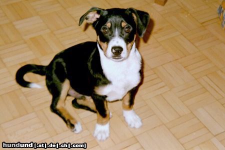 Appenzeller Sennenhund Hunde Foto 6257 Appenzeller Sennenhund Unser Moritz!