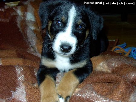 Appenzeller Sennenhund Hunde Foto 7584 Appenzeller Sennenhund Unser Max. Ca. 8 Wochen alt.