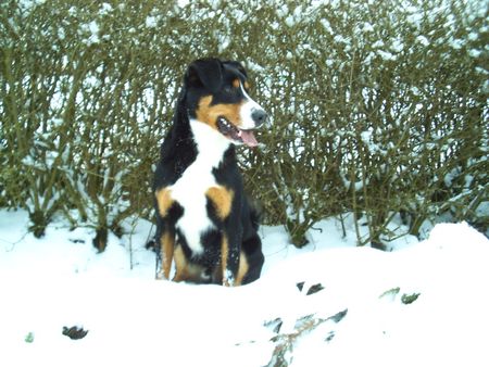Appenzeller Sennenhund Hunde Foto 2254 Appenzeller Sennenhund Meex der Appenzeller aus Franken